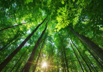 Naturgetreues Waldmotiv auf perfekt installierter Spanndecke