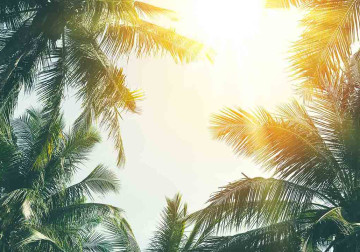 Realistischer Palmen- und Sonnendruck auf perfekt installierter Spanndecke